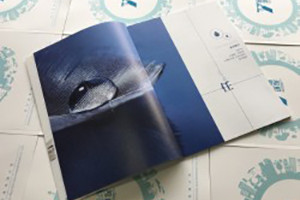 公司產(chǎn)品宣傳冊設計亮點(diǎn),排版“四季論”法則